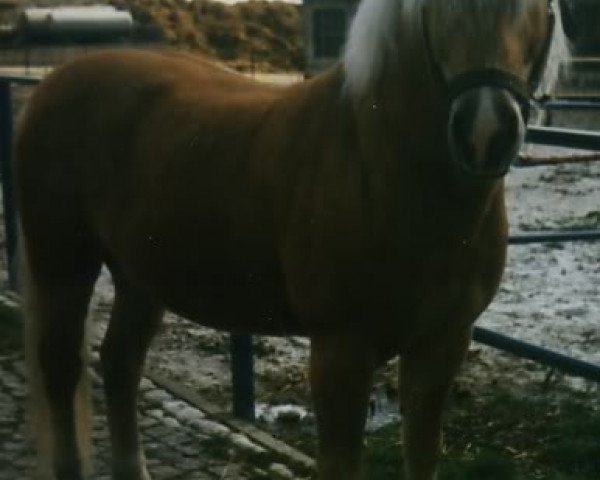 stallion Stesator (Edelbluthaflinger, 1985, from Stern)