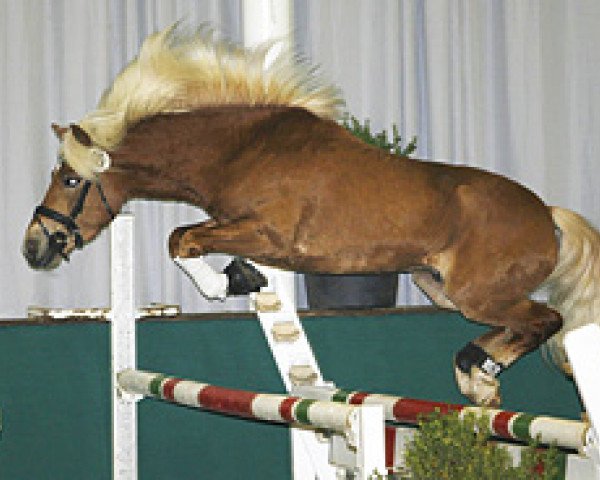 horse Milan 139 (Haflinger, 1990, from Magier)