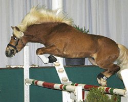 Pferd Milan 139 (Haflinger, 1990, von Magier)