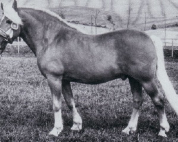 stallion 804 Stepper (Haflinger, 1963, from 505 Stüber)