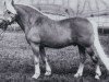 stallion 804 Stepper (Haflinger, 1963, from 505 Stüber)