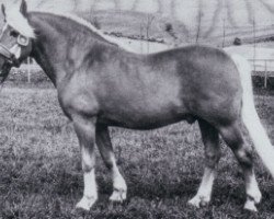 Deckhengst 804 Stepper (Haflinger, 1963, von 505 Stüber)