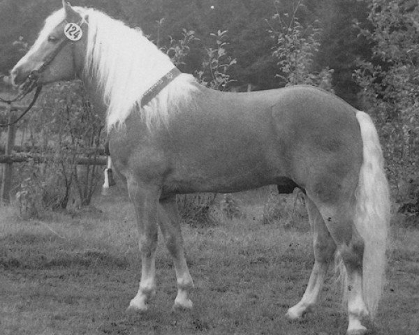 stallion Magier (Haflinger, 1980, from Mandl)