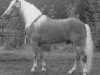 stallion Magier (Haflinger, 1980, from Mandl)