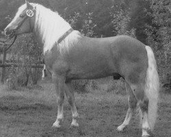 stallion Magier (Haflinger, 1980, from Mandl)