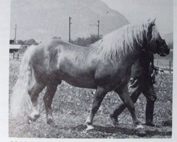 stallion 1918 Maat (Haflinger, 1951, from 850 Mordskerl)