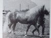 stallion 1918 Maat (Haflinger, 1951, from 850 Mordskerl)