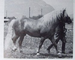 Deckhengst 1918 Maat (Haflinger, 1951, von 850 Mordskerl)