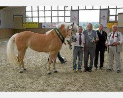 Zuchtstute Holly (Haflinger, 2007, von Monday (3,125% ox))