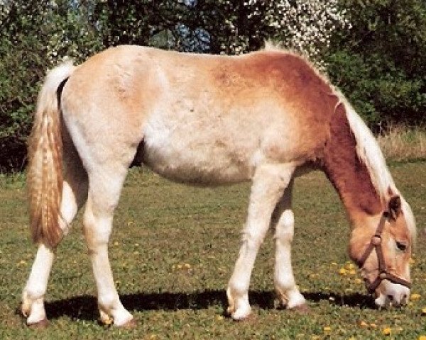 Springpferd Miro (Haflinger,  , von Monday (3,125% ox))