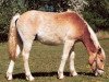 Springpferd Miro (Haflinger,  , von Monday (3,125% ox))