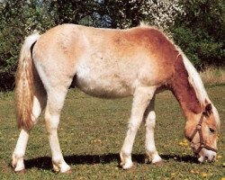 Springpferd Miro (Haflinger,  , von Monday (3,125% ox))