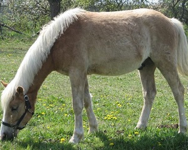 Pferd Maxim (Haflinger,  , von Monday (3,125% ox))