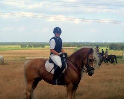 jumper Monday (3,125% ox) (Haflinger, 1999, from Monsieur)