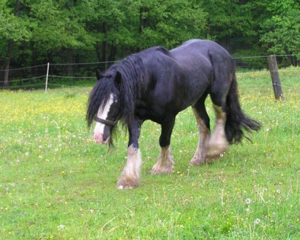 stallion Dundulk (Tinker / Irish Cob / Gypsy Vanner, 1994)