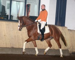 dressage horse Blake (Hanoverian, 2008, from Ballettmeister)