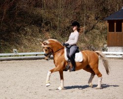 dressage horse Golden Mailight BE (Deutsches Reitpony, 2004, from Golden Dancer)