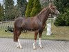 dressage horse Orona de Fraghi (Selle Français, 2002, from Vicomte Manciais)