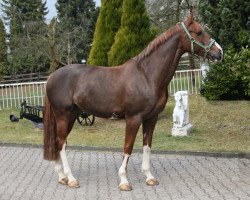 dressage horse Orona de Fraghi (Selle Français, 2002, from Vicomte Manciais)