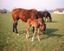 broodmare Kilauea xx (Thoroughbred, 1984, from Valdez xx)