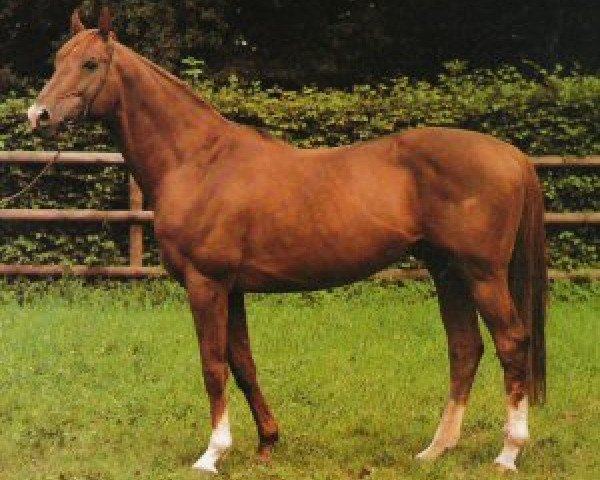 stallion Cagliostro xx (Thoroughbred, 1974, from Dschingis Khan xx)