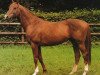 stallion Cagliostro xx (Thoroughbred, 1974, from Dschingis Khan xx)