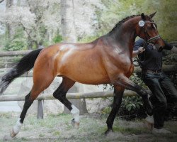 broodmare Floreal 6 (Oldenburg, 2006, from Florestan I)