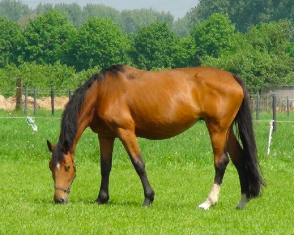 Zuchtstute Terra XII (Holsteiner, 2003, von Contender)