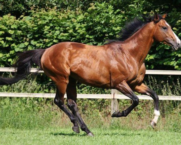 stallion Martillo xx (Thoroughbred, 2000, from Anabaa xx)