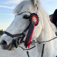 horse Kerrygold Rose (Connemara Pony, 2015, from Leág)