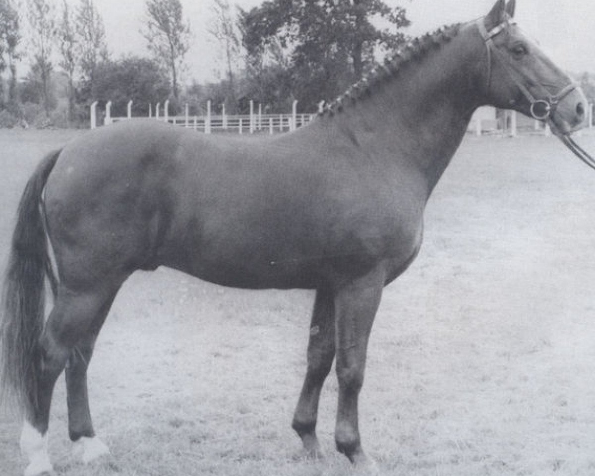 Deckhengst Farman (Holsteiner, 1955, von Fangball)