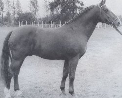 Deckhengst Farman (Holsteiner, 1955, von Fangball)