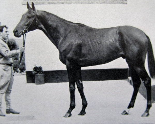 stallion Infatuation xx (Thoroughbred, 1950, from Nearco xx)