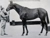 stallion Infatuation xx (Thoroughbred, 1950, from Nearco xx)