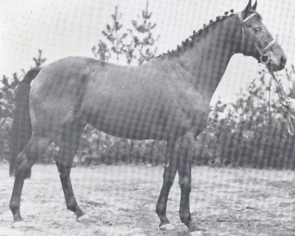 stallion Follywise xx (Thoroughbred, 1964, from Infatuation xx)