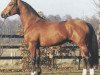 stallion Ansas (Hanoverian, 1980, from Argentan I)