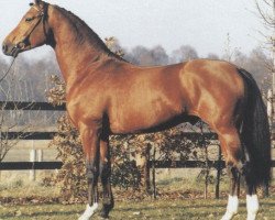 stallion Ansas (Hanoverian, 1980, from Argentan I)