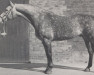 Pferd Moltke I (Holsteiner, 1967, von Maximus 620 SWE)