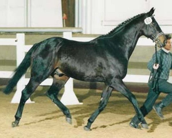 stallion Intervall xx (Thoroughbred, 1974, from Perseus xx)