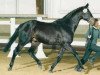stallion Intervall xx (Thoroughbred, 1974, from Perseus xx)