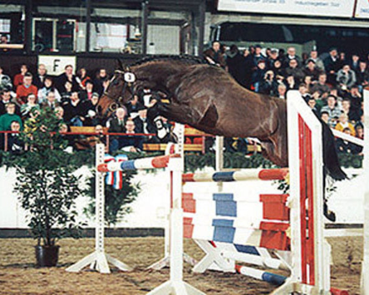 Deckhengst Amigo xx (Englisches Vollblut, 1989, von Intervall xx)