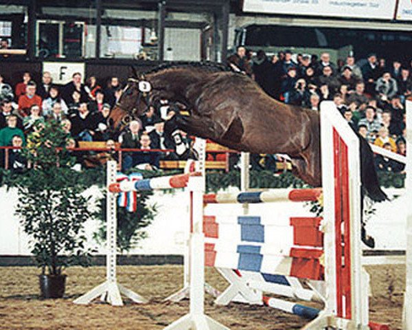stallion Amigo xx (Thoroughbred, 1989, from Intervall xx)