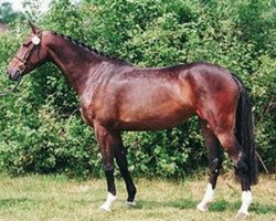 broodmare Odessa XXV (Holsteiner, 1999, from Coriander)