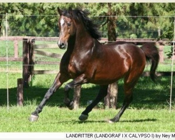 stallion Landritter (Holsteiner, 1985, from Landgraf I)