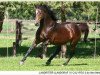 stallion Landritter (Holsteiner, 1985, from Landgraf I)