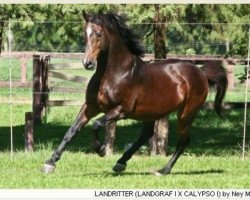 Deckhengst Landritter (Holsteiner, 1985, von Landgraf I)