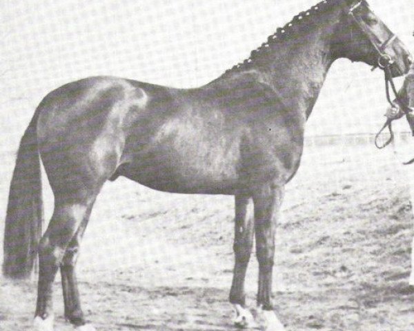 Deckhengst Rapallo (Holsteiner, 1975, von Rio Negro)