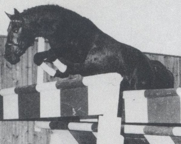 stallion Lagretto (Holsteiner, 1981, from Lagos)