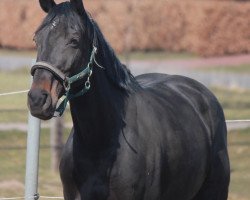 broodmare Ciarabelle (Hanoverian, 2003, from Contendro I)