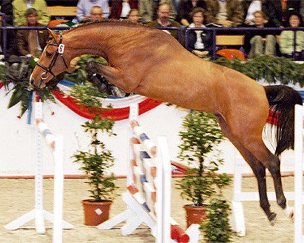 stallion Artani 2 (Holsteiner, 2003, from Acorado I)